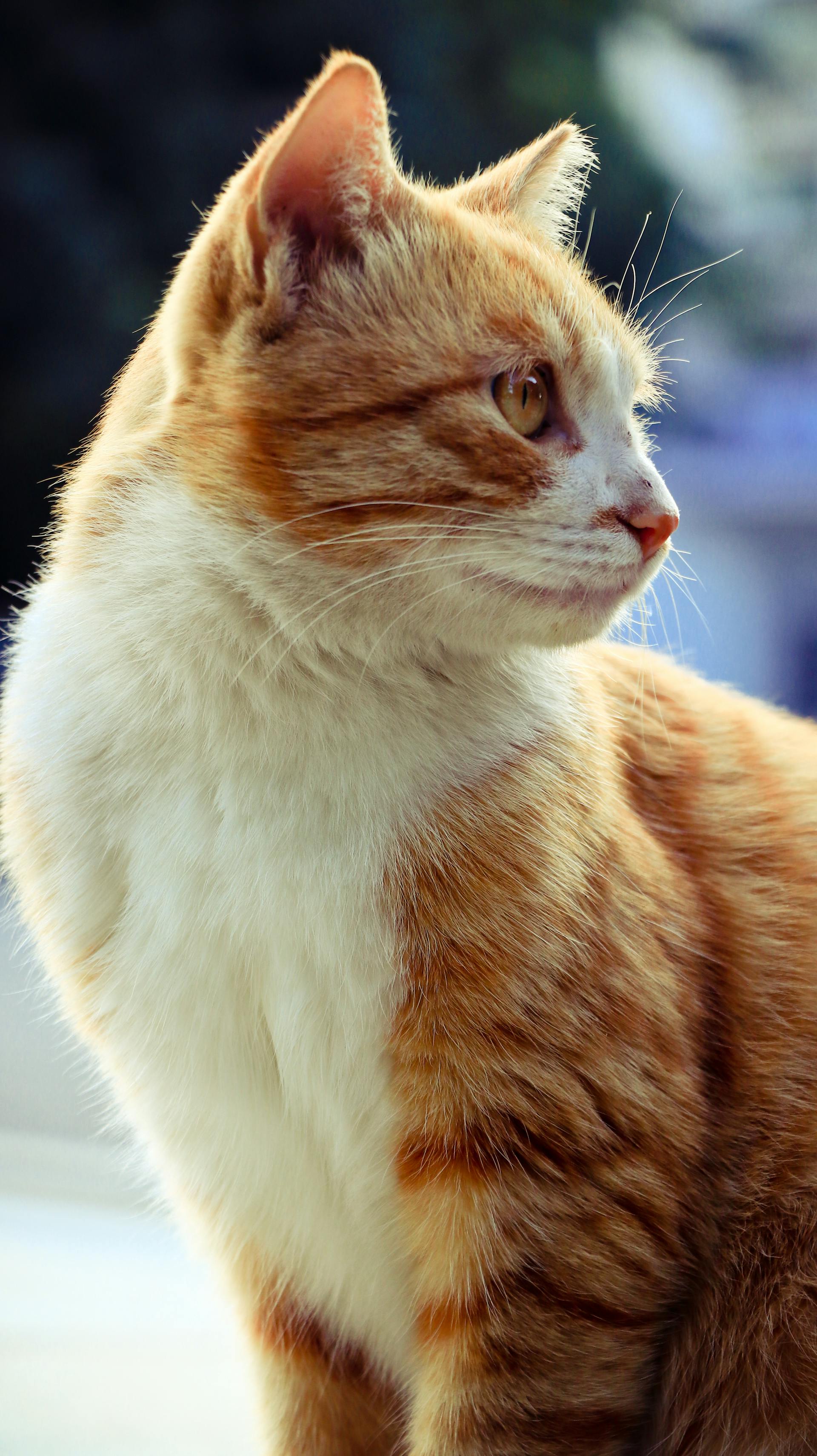 扫街发现一只猫咪