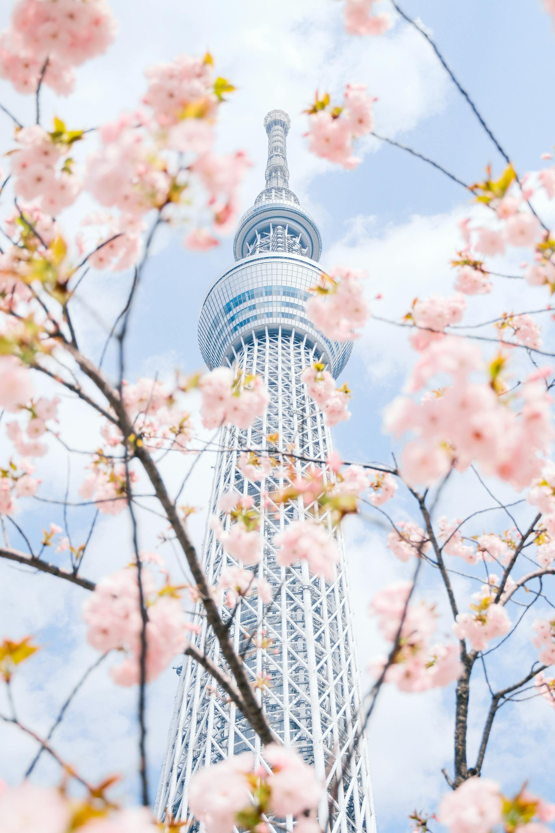 城市里的樱花