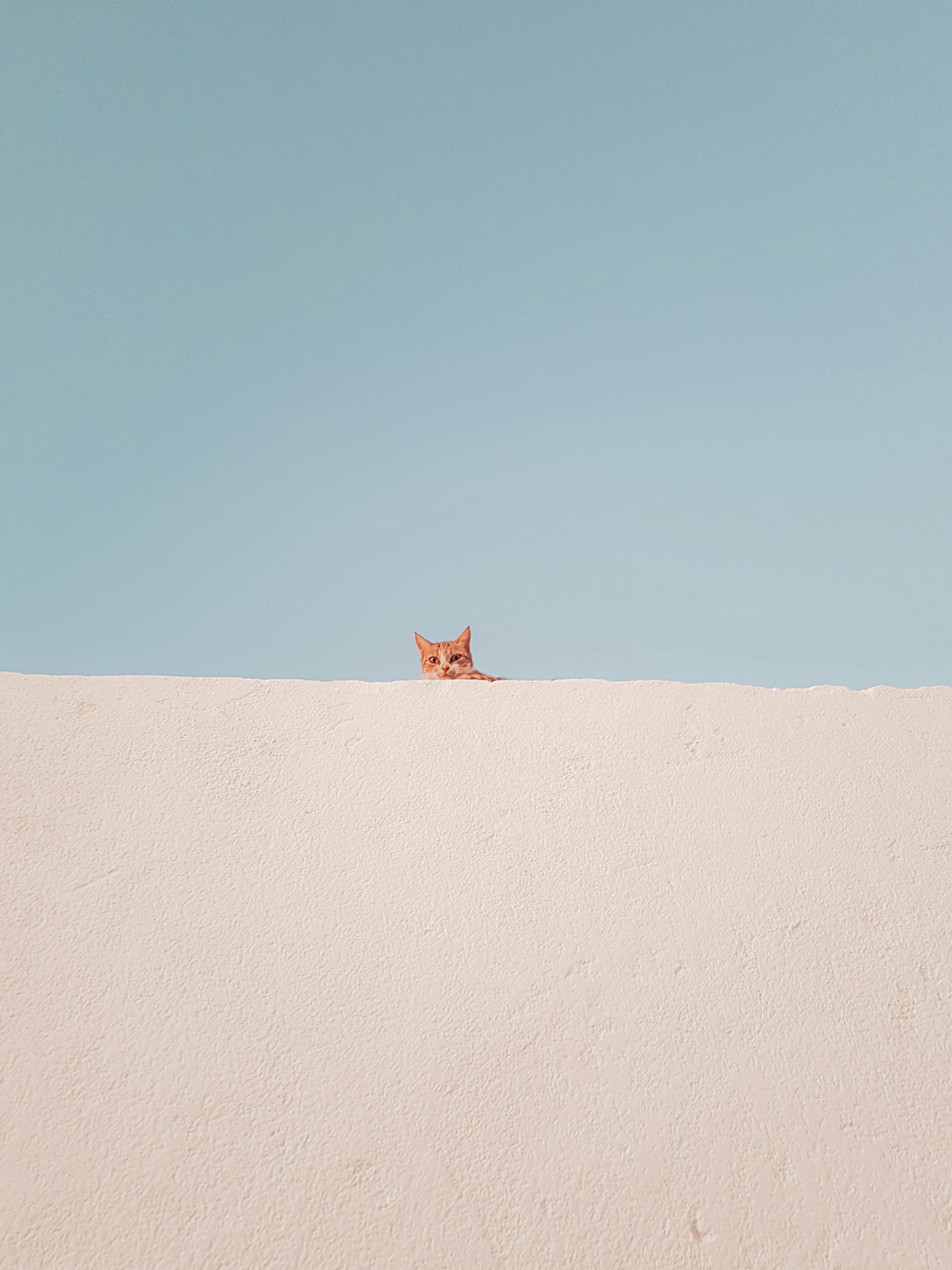 躲猫猫